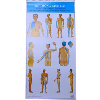 Tranh Hệ Thống Kinh Lạc - 12 Đường Kinh Chính Và 8 Đường Kỳ Kinh