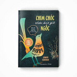 Chim Chóc Chưa Bao Giờ Ngốc